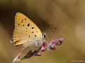 Lycaena asabinus (Anadolu Ateşgüzeli)